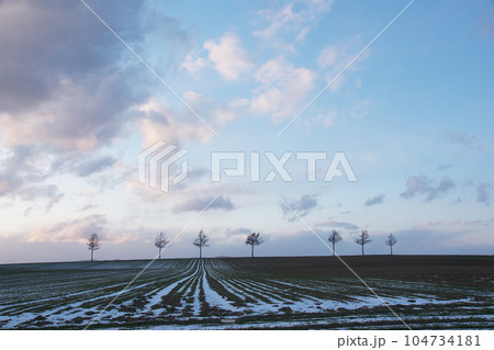 7本の木 104734181