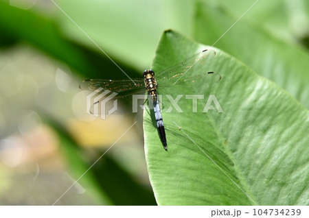 かわいいトンボ 104734239