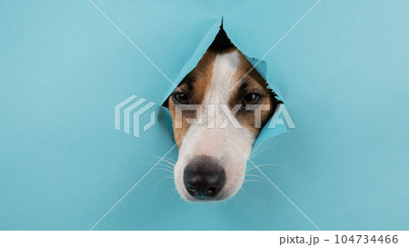 Funny dog muzzle from a hole in a paper blue background. Copy space.  104734466