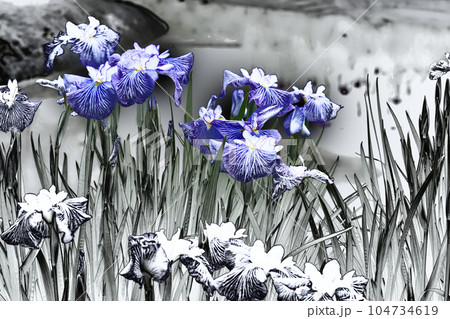 日本画風花菖蒲 日本画風花菖蒲 104734619