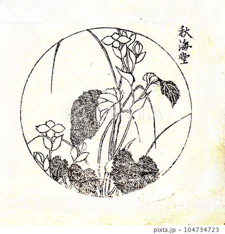 浮世絵イラスト素材「秋海棠」、葛飾為斎・細画図式五編・1865 より 浮世絵イラスト素材「秋海棠」、葛飾為斎・細画図式五編・1865 より 104734723