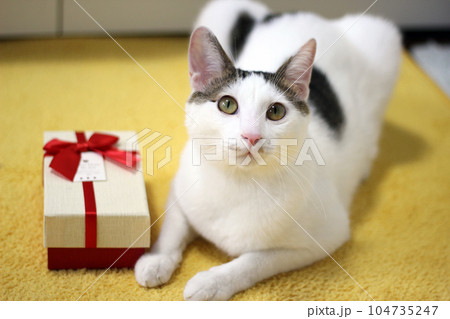 Various expressions and poses of Japanese Bobtail cat with a gift box on the bed 104735247