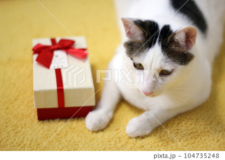 Various expressions and poses of Japanese Bobtail cat with a gift box on the bed 104735248