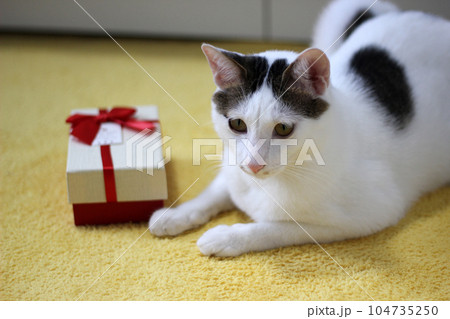 Various expressions and poses of Japanese Bobtail cat with a gift box on the bed 104735250
