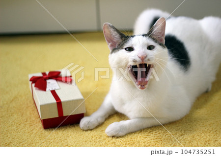 Various expressions and poses of Japanese Bobtail cat with a gift box on the bed 104735251