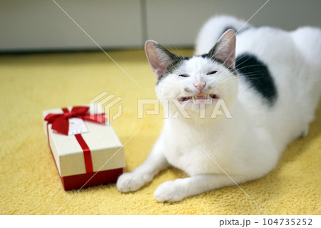 Various expressions and poses of Japanese Bobtail cat with a gift box on the bed 104735252