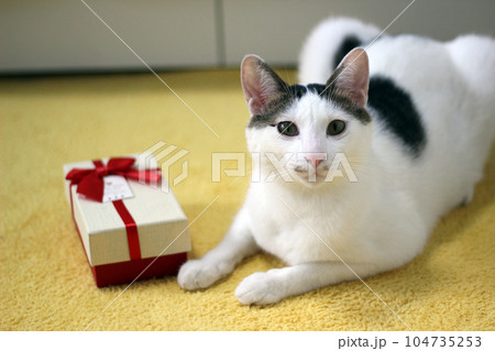 Various expressions and poses of Japanese Bobtail cat with a gift box on the bed Various expressions and poses of Japanese Bobtail cat with a gift box on the bed 104735253