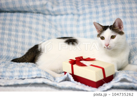 Various expressions and poses of Japanese Bobtail cat with a gift box on the bed Various expressions and poses of Japanese Bobtail cat with a gift box on the bed 104735262