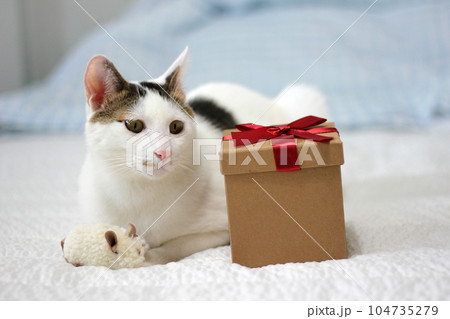 Various expressions and poses of Japanese Bobtail cat with a gift box on the bed Various expressions and poses of Japanese Bobtail cat with a gift box on the bed 104735279