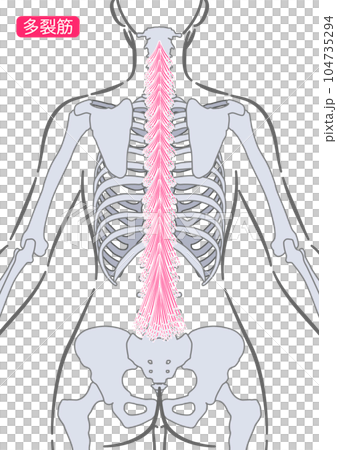 女性多裂肌 女性多裂肌 104735294