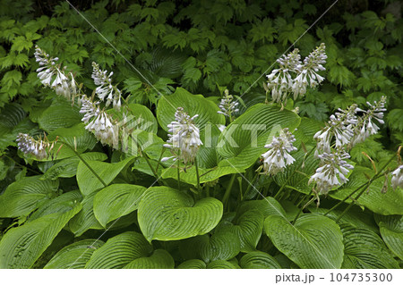 オオバギボウシの花茎は花が下から咲き始めた　福島県只見町 104735300