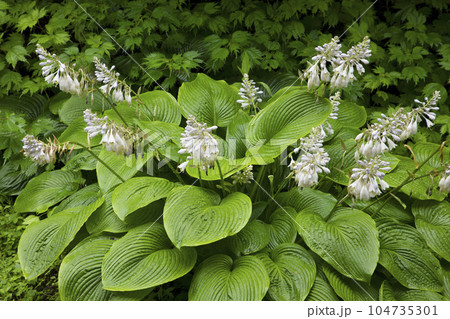 オオバギボウシの花茎は花が下から咲き始めた 福島県只見町 オオバギボウシの花茎は花が下から咲き始めた 福島県只見町 104735301