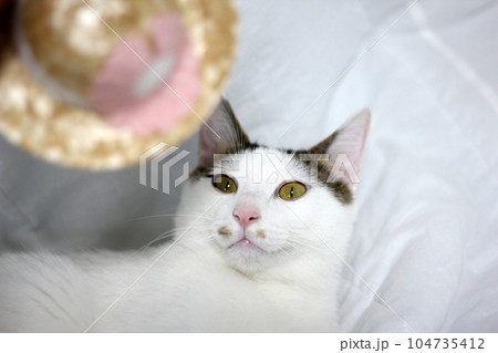 Take a photo of Japanese Bobtail cat with sunglasses and straw hat Take a photo of Japanese Bobtail cat with sunglasses and straw hat 104735412