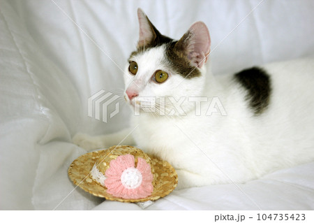 Take a photo of Japanese Bobtail cat with sunglasses and straw hat Take a photo of Japanese Bobtail cat with sunglasses and straw hat 104735423