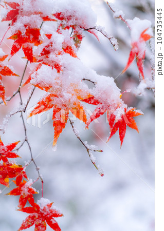雪の中の赤いモミジ 雪の中の赤いモミジ 104735445