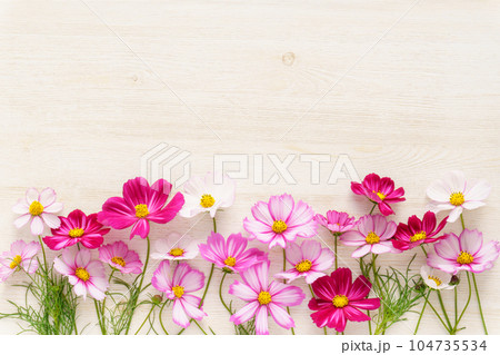 コスモス畑イメージのフラワーフレーム コスモス畑イメージのフラワーフレーム 104735534