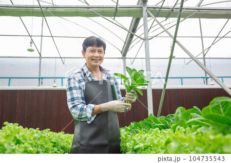 Man showing organic vegetables hydroponic smart farmer in greenhouse farm. Man showing organic vegetables hydroponic smart farmer in greenhouse farm. 104735543