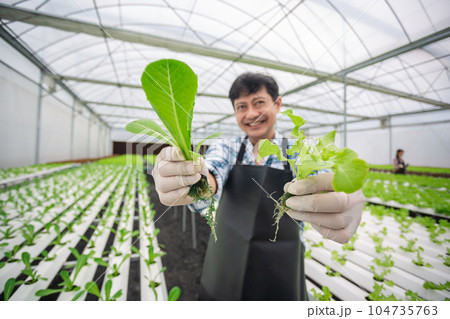 Close up vegetables hydroponic in a hand of male smart farmer in greenhouse farm.  104735763