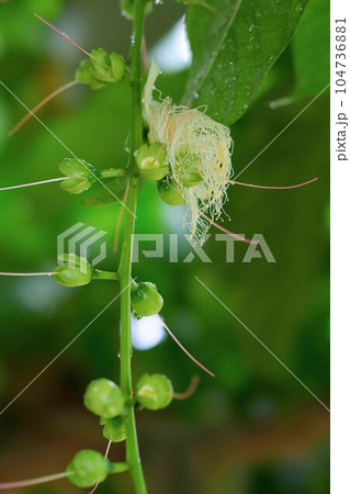 サガリバナ 104736881