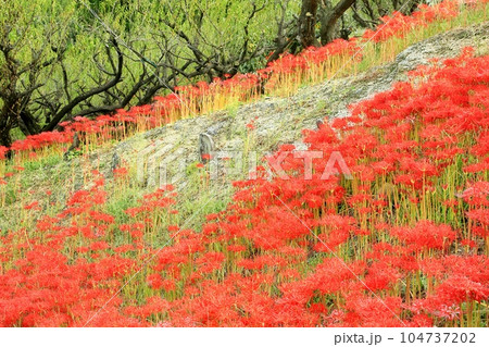 嶺岳寺の彼岸花 嶺岳寺の彼岸花 104737202