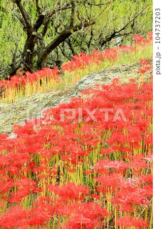嶺岳寺の彼岸花 嶺岳寺の彼岸花 104737203