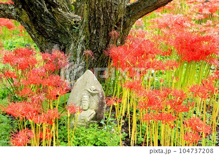 嶺岳寺の彼岸花 嶺岳寺の彼岸花 104737208