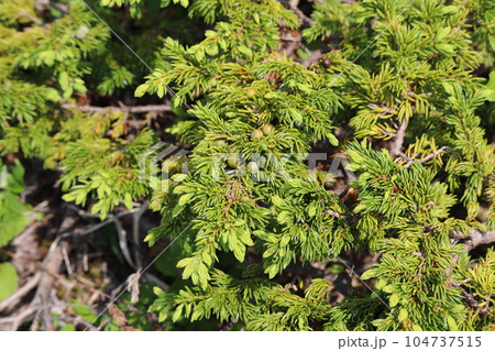 若い球果をつけたミヤマネズ 104737515