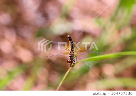ハッチョウトンボのメス 104737536