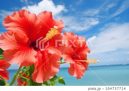 沖縄やハワイを感じる夏の青い海とハイビスカス2のイラスト素材 [104737714] - PIXTA