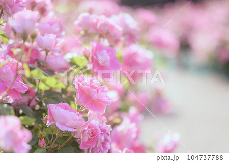 ピンクのバラ 104737788