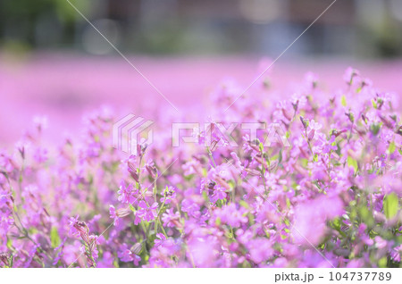 サクラナデシコ 104737789