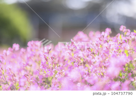 サクラナデシコ 104737790