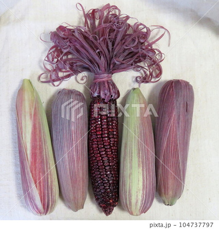 カーリーヘアの赤いトウモロコシ 大和ルージュ カーリーヘアの赤いトウモロコシ 大和ルージュ 104737797