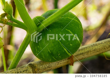 収穫前のカボチャ 収穫前のカボチャ 104738185