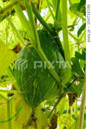 収穫前のカボチャ 収穫前のカボチャ 104738186