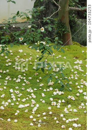 京都の寺の庭に咲く沙羅双樹の花 104738253