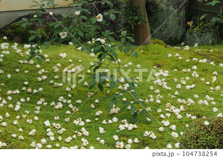 京都の寺の庭に咲く沙羅双樹の花 104738254