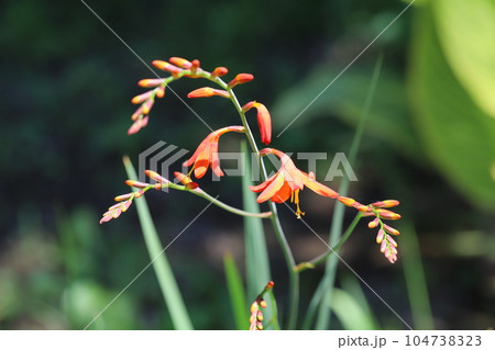 初夏の公園に咲くオレンジ色のヒメヒオウギズイセンの花 104738323
