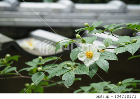京都のお寺の庭に咲く沙羅双樹の花 京都のお寺の庭に咲く沙羅双樹の花 104738373