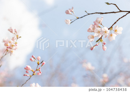 咲き始めた桜と青空 咲き始めた桜と青空 104738438