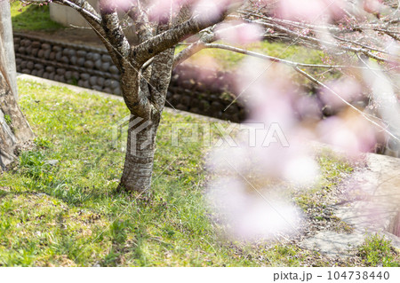桜のある風景 桜のある風景 104738440