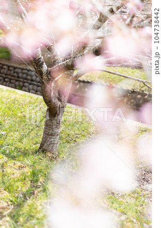桜の下で散歩する 104738442