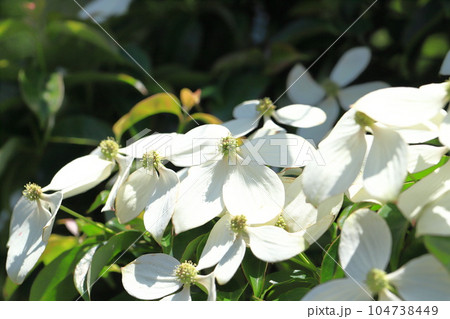 満開の常緑山法師（トキワヤマボウシ）　　　 104738449