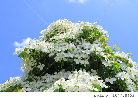 満開の常緑山法師（トキワヤマボウシ）　　　 104738453