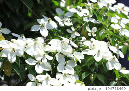 満開の常緑山法師(トキワヤマボウシ) 満開の常緑山法師(トキワヤマボウシ) 104738460