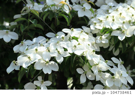 満開の常緑山法師（トキワヤマボウシ）　　　 104738461