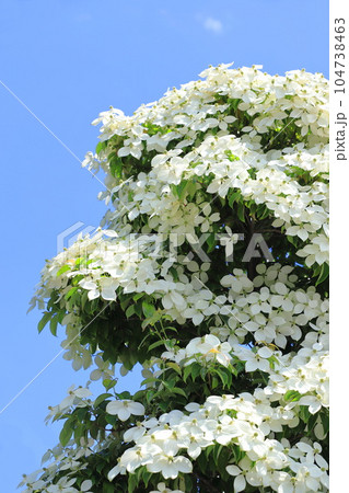 満開の常緑山法師(トキワヤマボウシ) 満開の常緑山法師(トキワヤマボウシ) 104738463