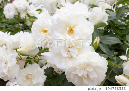 開花したアイスバーグという名の白いバラの花  開花したアイスバーグという名の白いバラの花  104738538