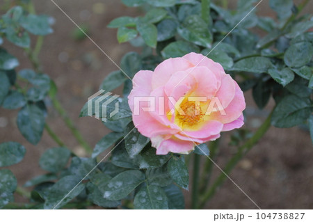 荒尾市　おもやい市民花壇　バラの花、 104738827