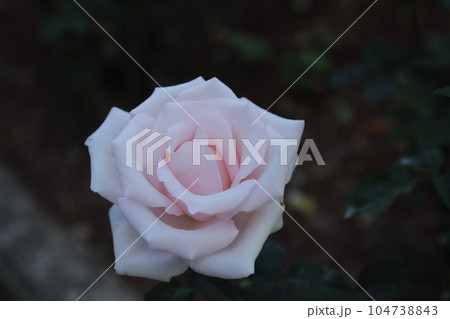 荒尾市 おもやい市民花壇 バラの花、 荒尾市 おもやい市民花壇 バラの花、 104738843